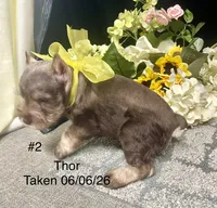 AKC Thor, a male Miniature Schnauzer for sale in Antlers, OK – 6 of 6