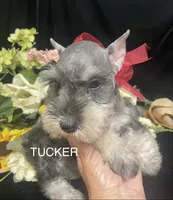 AKC Tucker, a male Miniature Schnauzer for sale in Antlers, OK – 4 of 6
