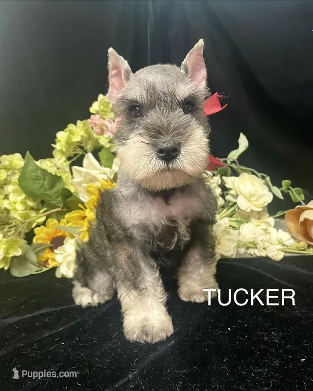AKC Tucker – Miniature Schnauzer puppy for sale in Antlers, OK