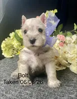 AKC Bolt, a male Miniature Schnauzer for sale in Antlers, OK – 7 of 8