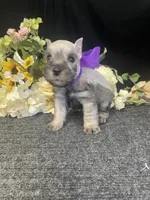 AKC Little Gus, a male Miniature Schnauzer for sale in Antlers, OK – 2 of 4