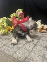 AKC Tucker, a male Miniature Schnauzer for sale in Antlers, OK – 4 of 7