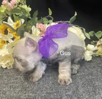 AKC Little Gus, a male Miniature Schnauzer for sale in Antlers, OK – 3 of 4