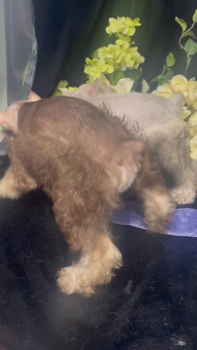 AKC Little Gus, a male Miniature Schnauzer for sale in Antlers, OK – 6 of 6
