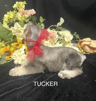 AKC Tucker, a male Miniature Schnauzer for sale in Antlers, OK – 3 of 6