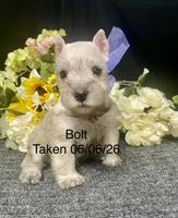 AKC Bolt, a male Miniature Schnauzer for sale in Antlers, OK – 4 of 8