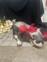 AKC Tucker, a male Miniature Schnauzer for sale in Antlers, OK – 7 of 7