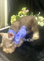 AKC Thor, a male Miniature Schnauzer for sale in Antlers, OK – 4 of 6