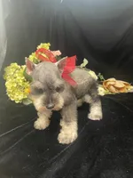 AKC Tucker, a male Miniature Schnauzer for sale in Antlers, OK – 2 of 6
