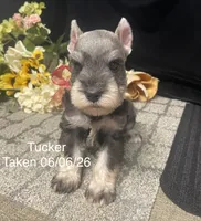AKC Tucker, a male Miniature Schnauzer for sale in Antlers, OK – 3 of 7