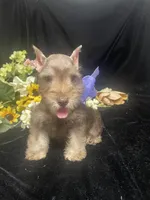AKC Thor, a male Miniature Schnauzer for sale in Antlers, OK – 5 of 6