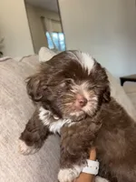 CKC Male Brownie, a male Shih Tzu for sale in Talladega, AL – 5 of 6