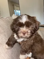 CKC Male Brownie, a male Shih Tzu for sale in Talladega, AL – 6 of 6