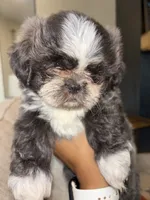 CKC Female, a female Shih Tzu for sale in Talladega, AL – 2 of 6