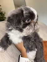 CKC Female, a female Shih Tzu for sale in Talladega, AL – 6 of 6