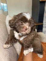 CKC Male Brownie, a male Shih Tzu for sale in Talladega, AL – 4 of 6