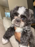 CKC Female, a female Shih Tzu for sale in Talladega, AL – 5 of 6