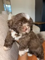 CKC Male Brownie, a male Shih Tzu for sale in Talladega, AL – 1 of 4