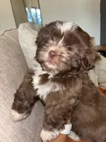CKC Male Brownie, a male Shih Tzu for sale in Talladega, AL – 4 of 4