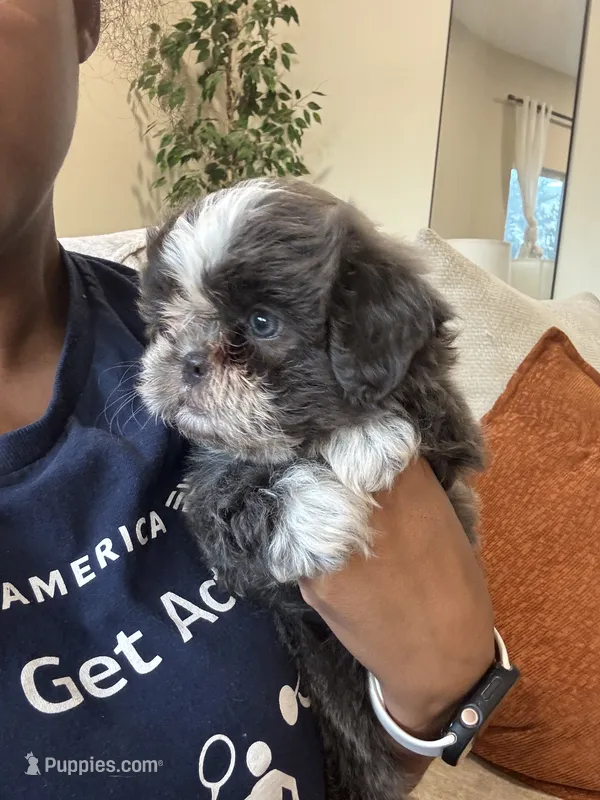 CKC Female – Shih Tzu puppy for sale in Talladega, AL