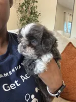 CKC Female, a female Shih Tzu for sale in Talladega, AL – 1 of 6
