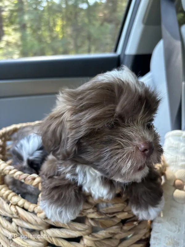CKC Male Brownie – Shih Tzu puppy for sale in Talladega, AL