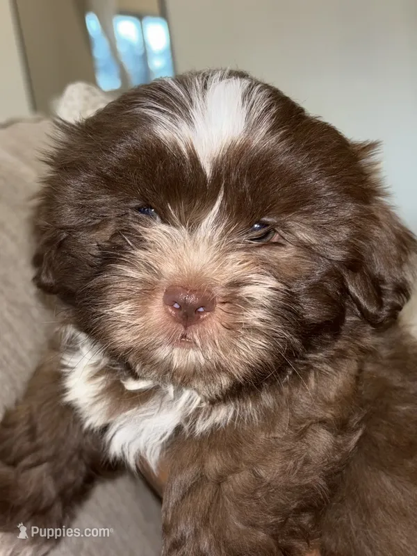 CKC Male Brownie – Shih Tzu puppy for sale in Talladega, AL