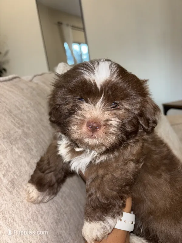 CKC Male Brownie – Shih Tzu puppy for sale in Talladega, AL