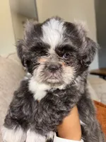 CKC Female, a female Shih Tzu for sale in Talladega, AL – 3 of 6