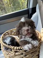 CKC Male Brownie, a male Shih Tzu for sale in Talladega, AL – 3 of 6