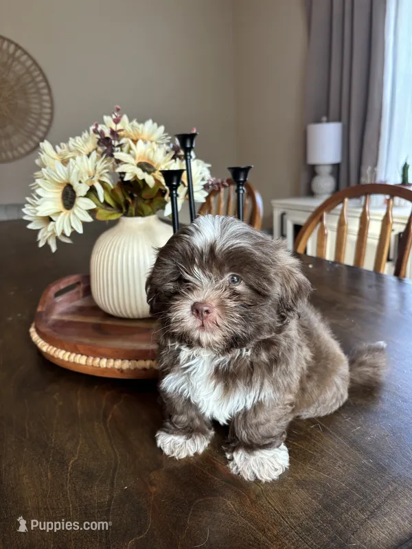 CKC Male Brownie – Shih Tzu puppy for sale in Talladega, AL
