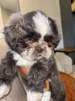 CKC Female, a female Shih Tzu for sale in Talladega, AL – 4 of 6