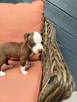 Rambo, a male American Pit Bull Terrier for sale in East Stroudsburg, PA – 3 of 6
