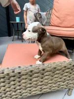 Conan, a male American Pit Bull Terrier for sale in East Stroudsburg, PA – 3 of 6