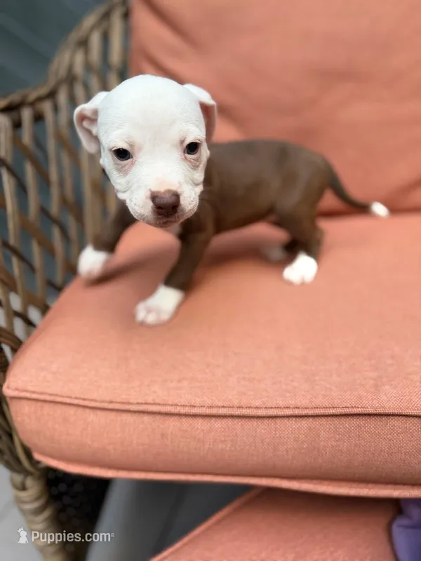 Star – American Pit Bull Terrier puppy for sale in East Stroudsburg, PA