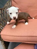 Star, a female American Pit Bull Terrier for sale in East Stroudsburg, PA – 1 of 4