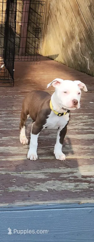 Chance – American Pit Bull Terrier puppy for sale in East Stroudsburg, PA