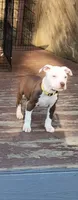Chance, a male American Pit Bull Terrier for sale in East Stroudsburg, PA – Photo 1 of 4