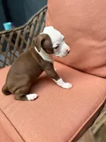 Galaxy , a female American Pit Bull Terrier for sale in East Stroudsburg, PA – 3 of 8