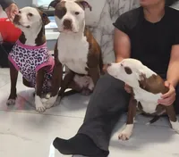 CRYSTAL, a female American Pit Bull Terrier for sale in East Stroudsburg, PA – 5 of 7