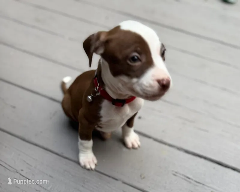Commando  – American Pit Bull Terrier puppy for sale in East Stroudsburg, PA