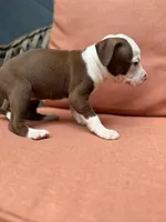 Galaxy , a female American Pit Bull Terrier for sale in East Stroudsburg, PA – 7 of 8