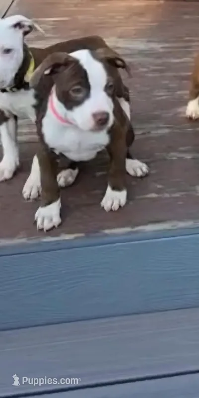 Savannah  – American Pit Bull Terrier puppy for sale in East Stroudsburg, PA