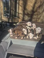 Savannah , a female American Pit Bull Terrier for sale in East Stroudsburg, PA – Photo 5 of 9