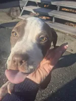 Savannah , a female American Pit Bull Terrier for sale in East Stroudsburg, PA – Photo 4 of 9