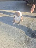 Savannah , a female American Pit Bull Terrier for sale in East Stroudsburg, PA – Photo 3 of 9