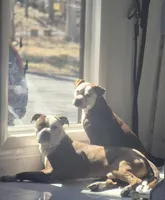 Savannah , a female American Pit Bull Terrier for sale in East Stroudsburg, PA – Photo 8 of 9