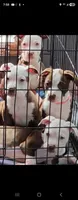 Savannah , a female American Pit Bull Terrier for sale in East Stroudsburg, PA – Photo 6 of 9
