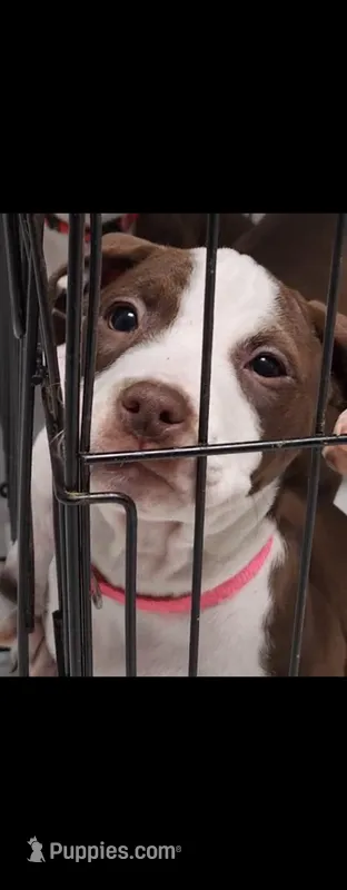 Savannah  – American Pit Bull Terrier puppy for sale in East Stroudsburg, PA