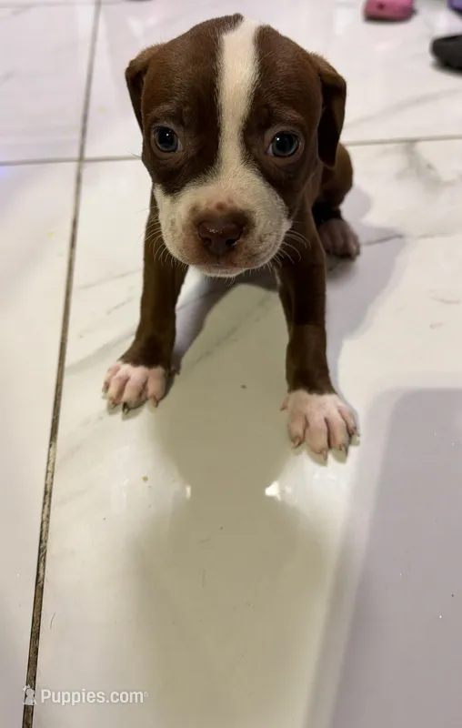 Moon – American Pit Bull Terrier puppy for sale in East Stroudsburg, PA